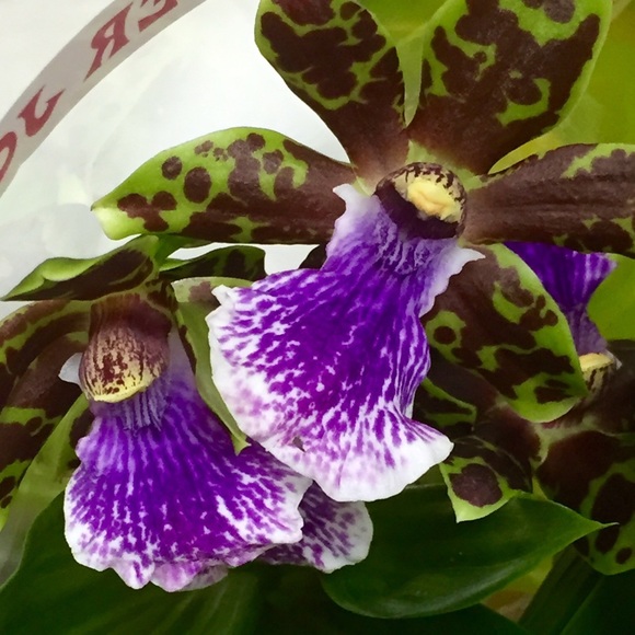 Meet your Posher, Elizabeth - Picture 1 of 1